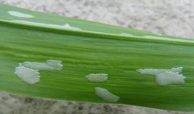 玉米粘虫(玉米螟虫专用杀虫剂)