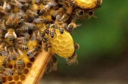 有关蜜蜂的知识(有关蜜蜂的知识30字)