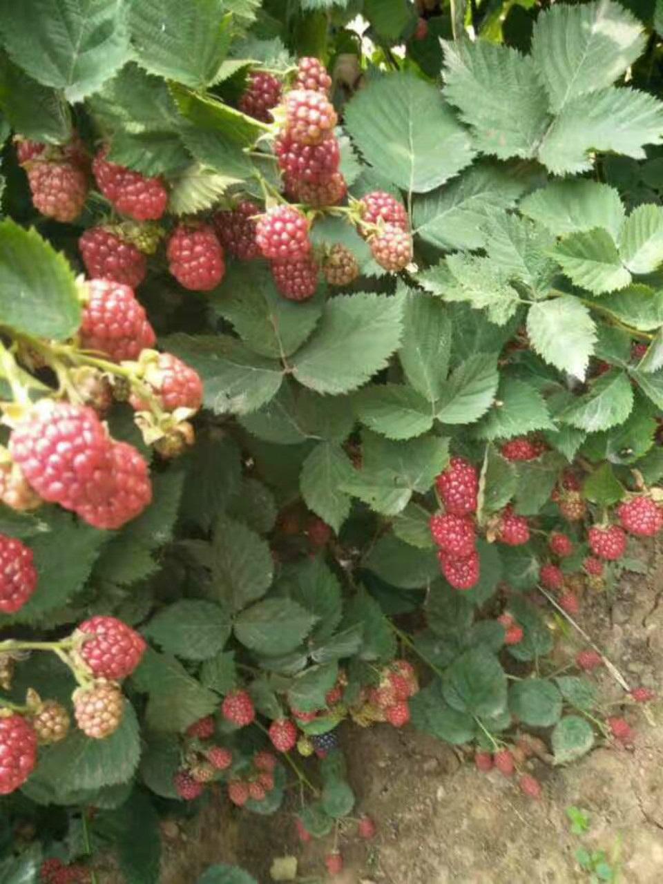 树莓种植(野生树莓图片)