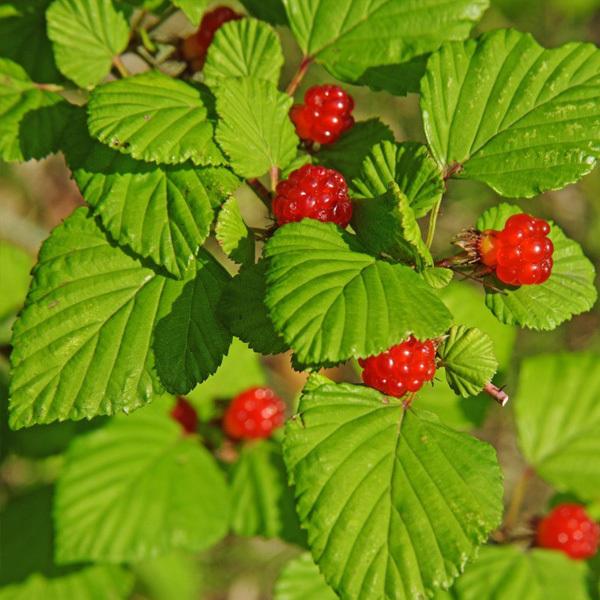 树莓种植方法和时间(树莓几月扦插成活率高)