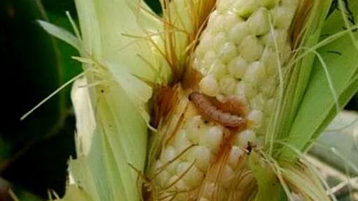 玉米虫害(玉米虫害图片及防治)