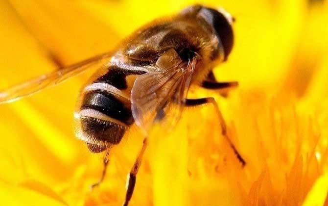 蜜蜂的习性(昆虫蜜蜂介绍)