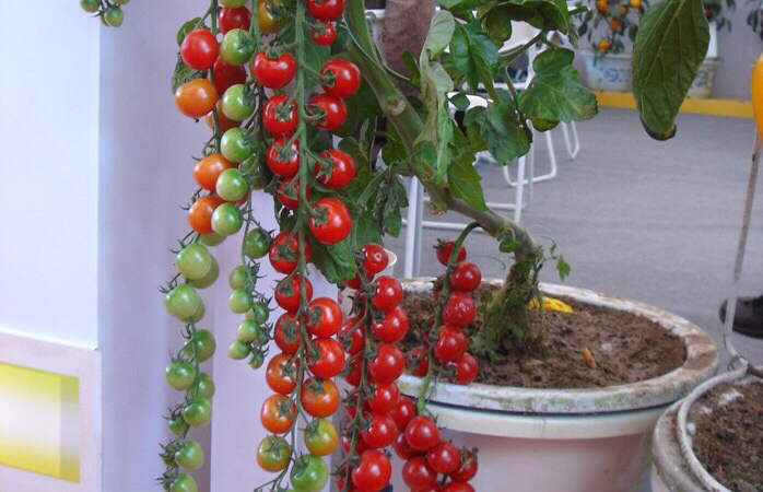 盆栽西红柿施什么肥料好(种植西红柿底肥需要哪些肥料)