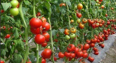 盆栽西红柿施什么肥料好(种植西红柿底肥需要哪些肥料)