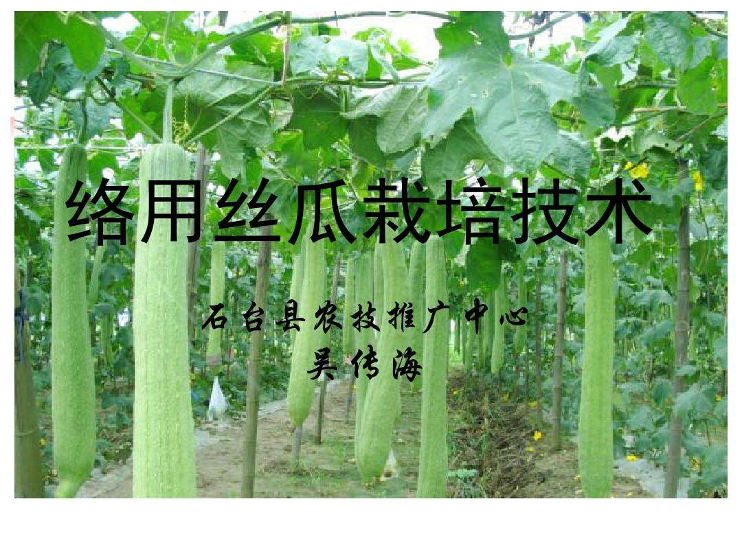 丝瓜种植技术与管理(亩产5万斤的丝瓜是怎么种出来的)
