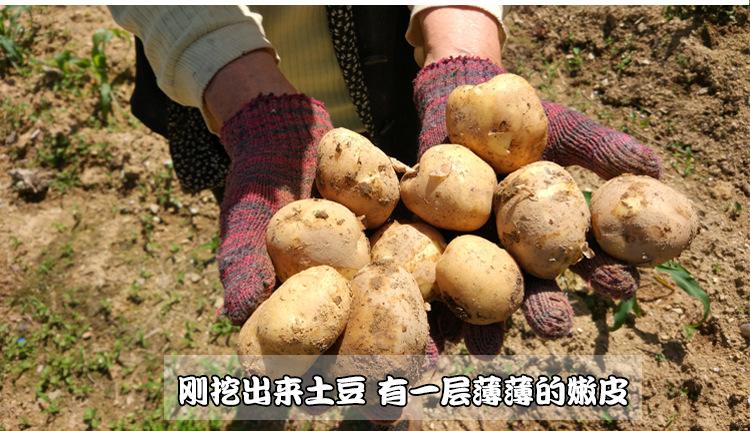 土豆产地(中国土豆产地)