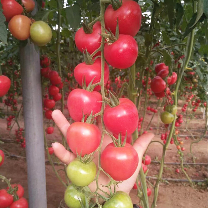 小番茄种植(小番茄家庭种植方法)
