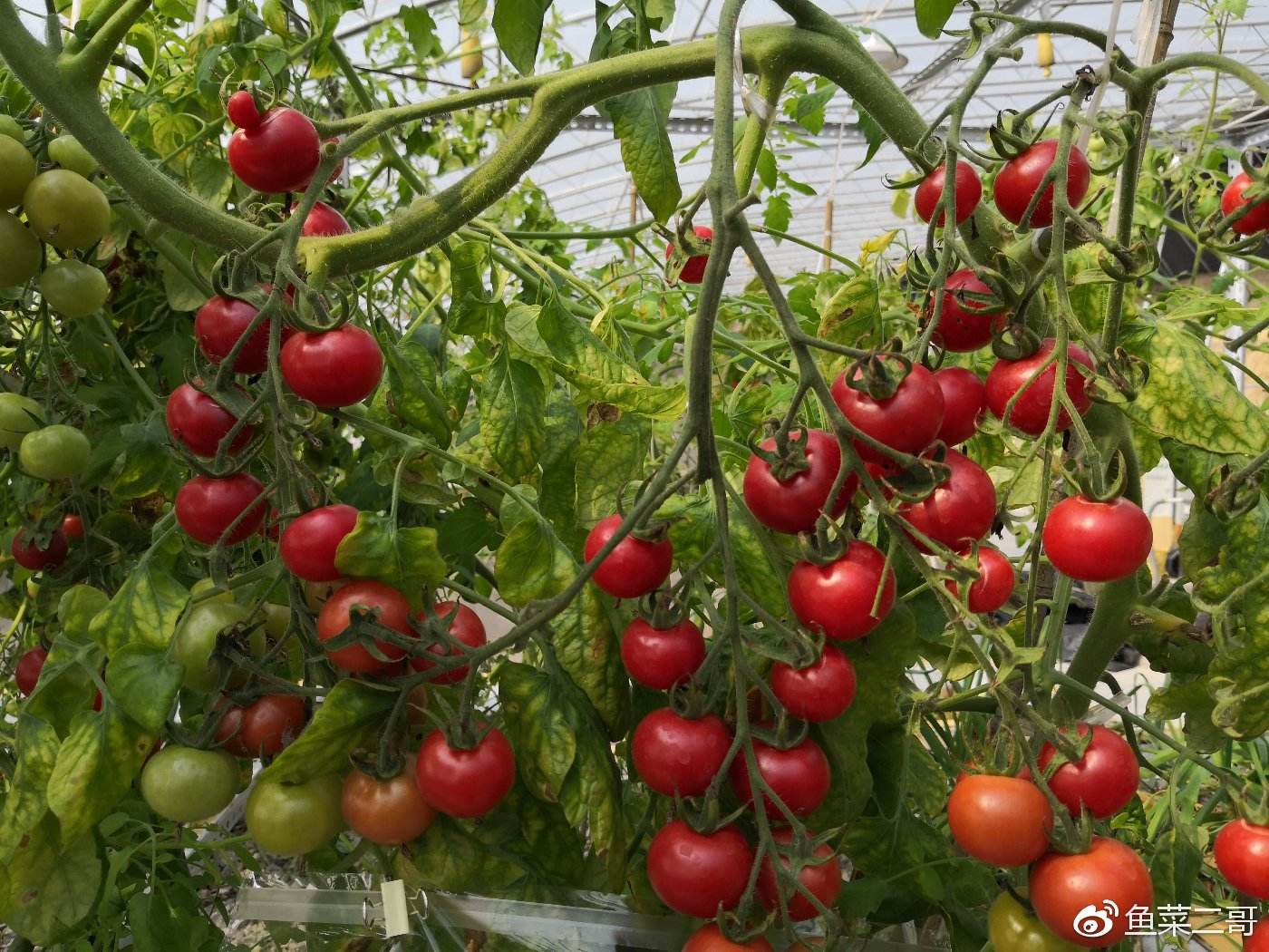 小番茄种植(小番茄家庭种植方法)