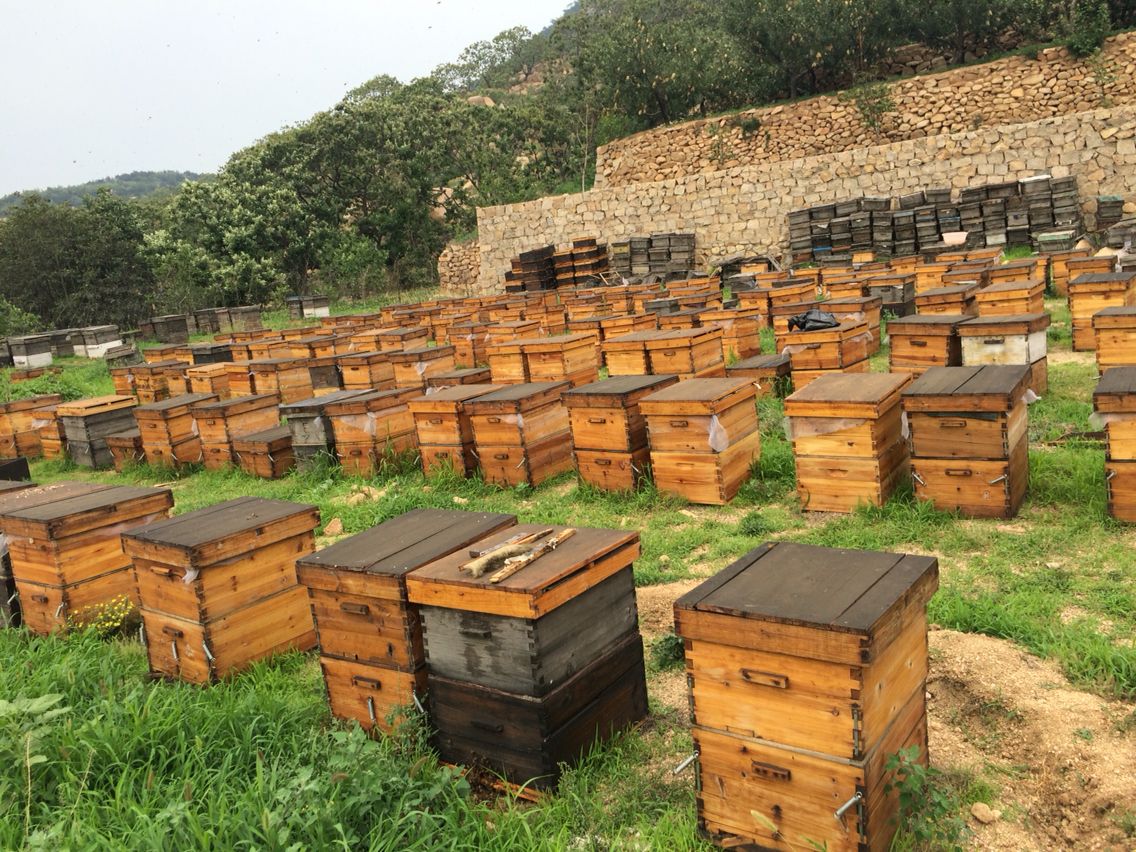 蜜蜂养殖(蜜蜂养殖技术)