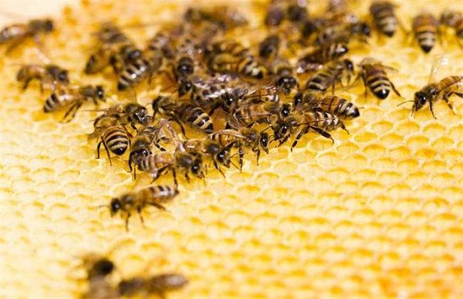 蜜蜂养殖(蜜蜂养殖技术)