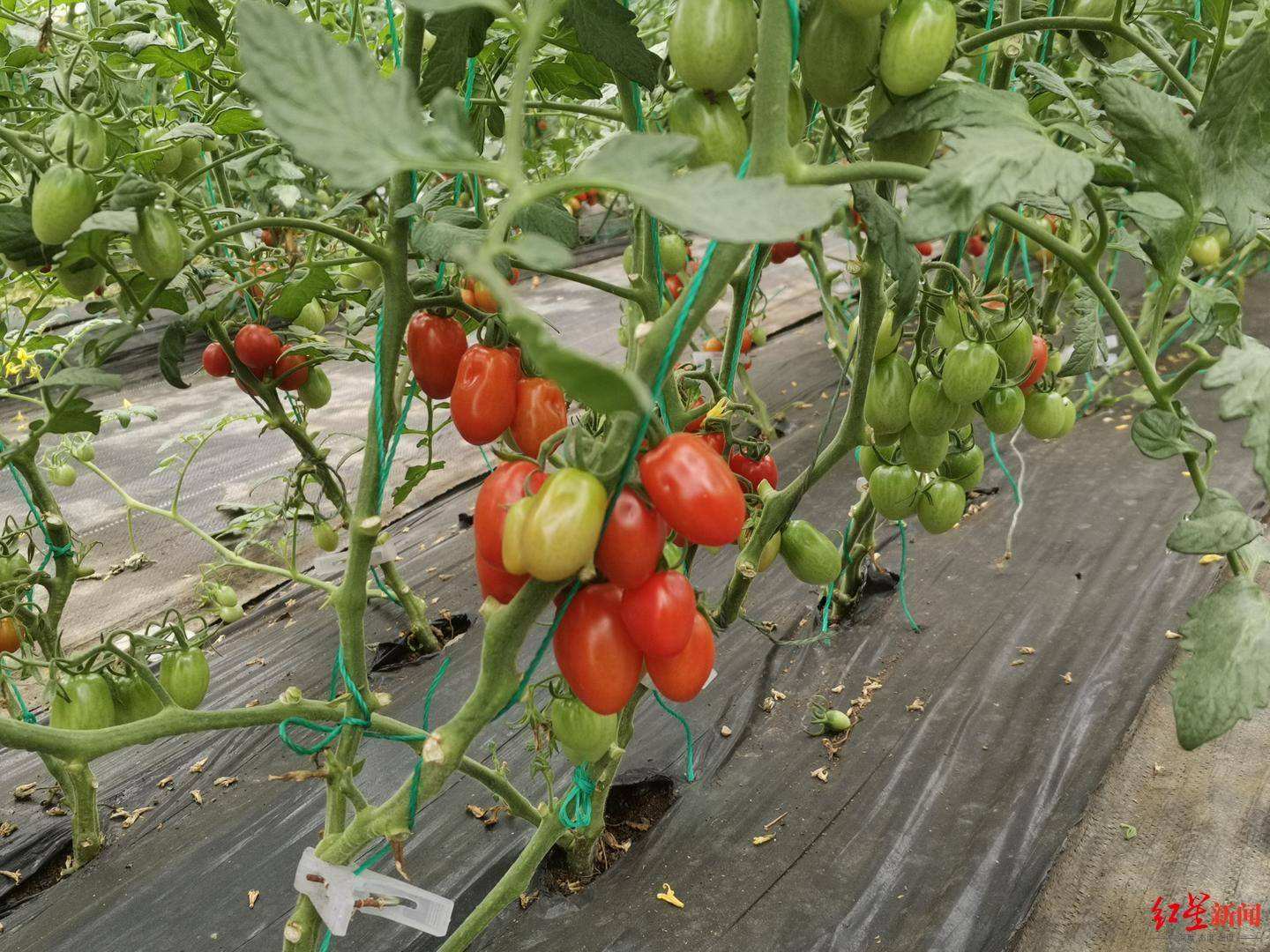番茄种植(家庭种植西红柿)